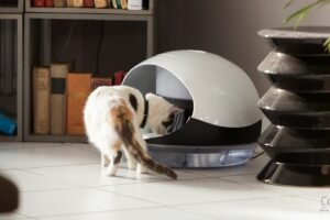 Comedero Automático para Gatos | Los 5 Mejores Comederos en 2023